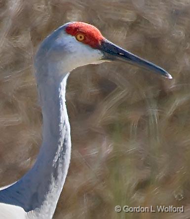 Sandhill Crane Profile_37290.jpg - Sandhill Cranes (Grus canadensis)Photographed along the Gulf coast near Port Lavaca, Texas, USA.